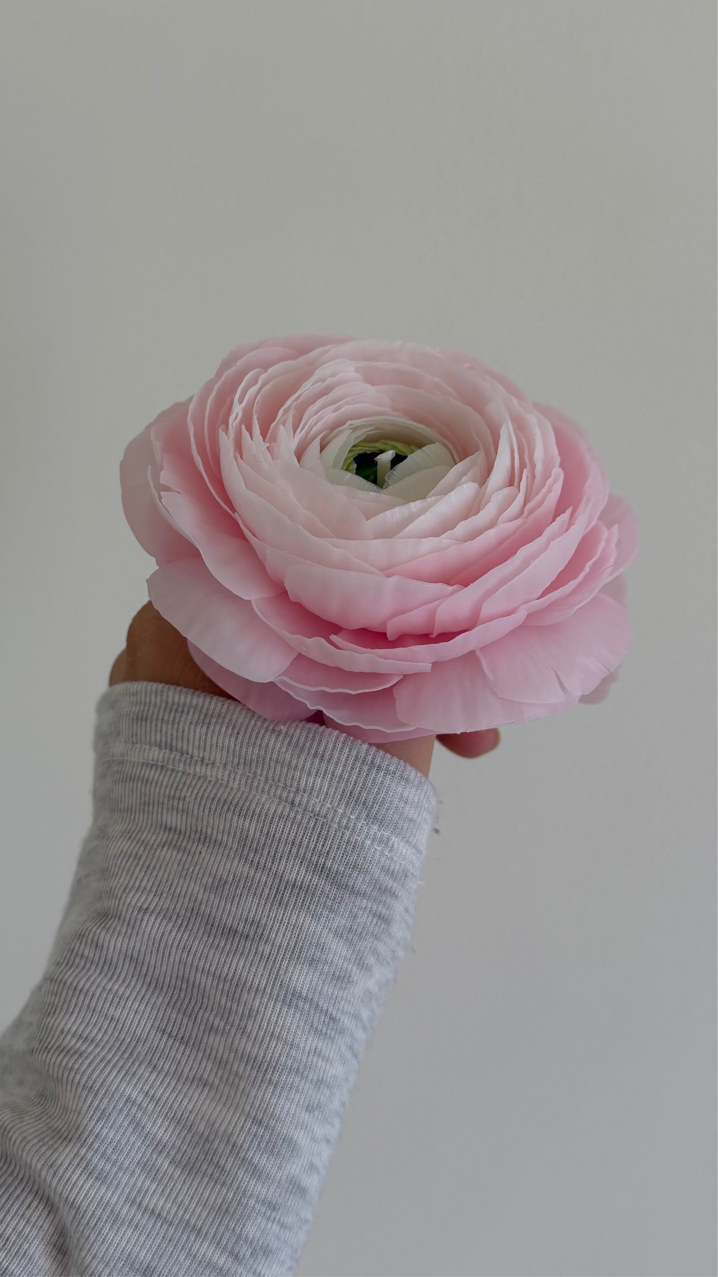 Artisan Ranunculus