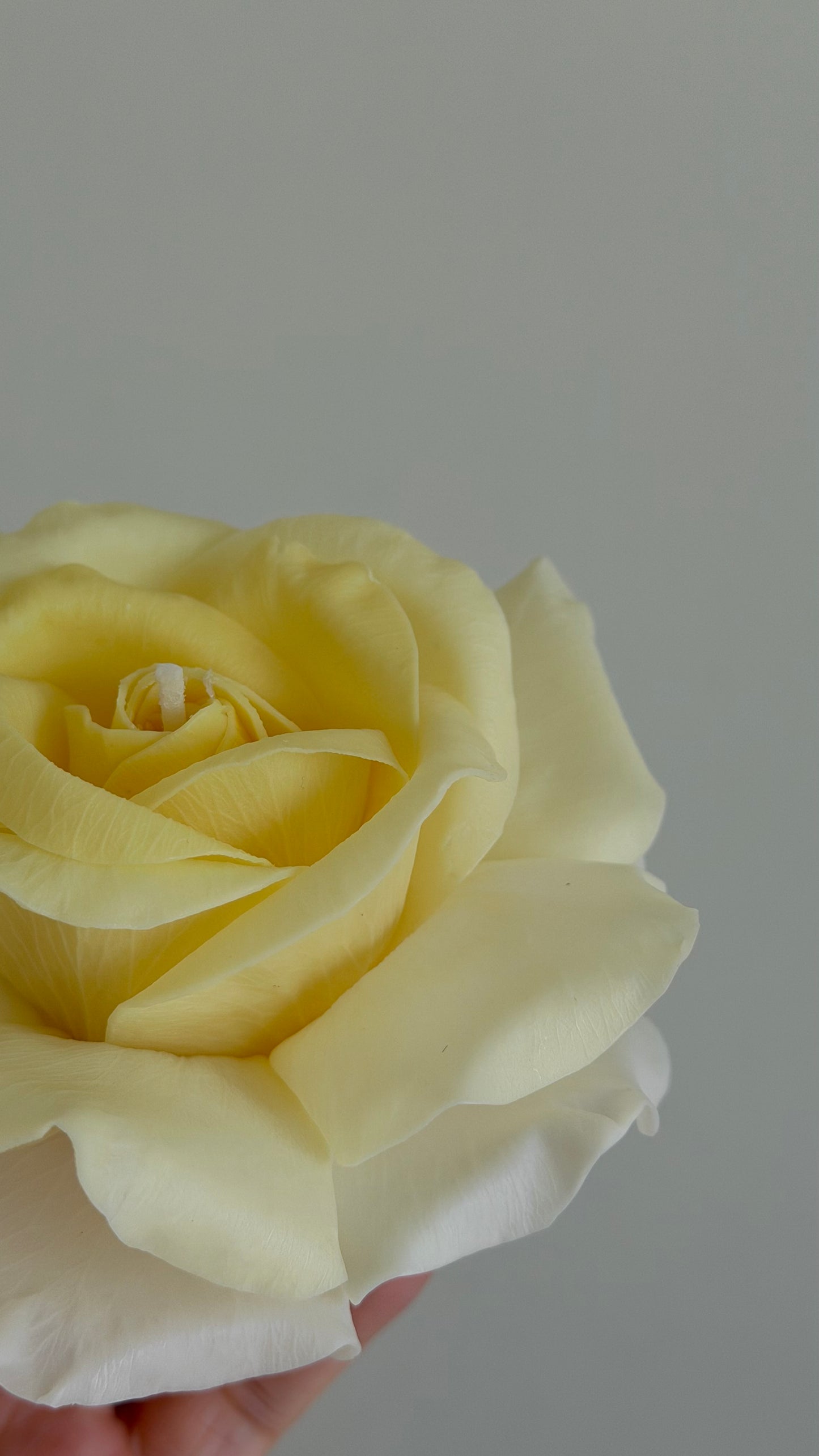 Artisan French Rose