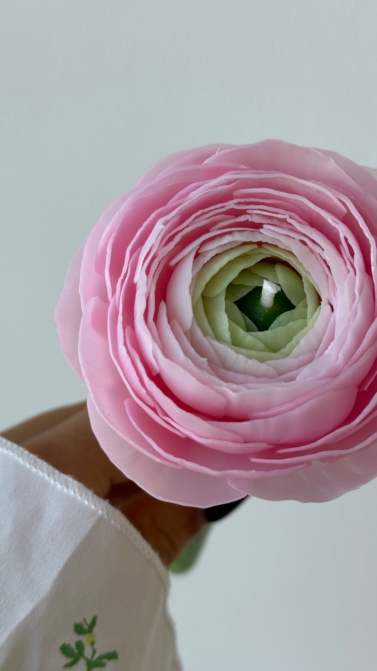 Artisan Ranunculus (With Stem)